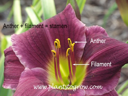 Daylily flower with stamen and associated parts labeled.